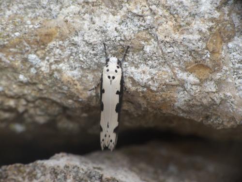 Réf. 222 381 : Ethmia bipunctella